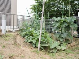 施設の野菜作り風景