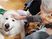犬と触れ合う入居者