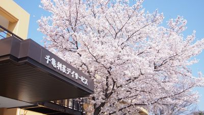 桜が咲いている入口