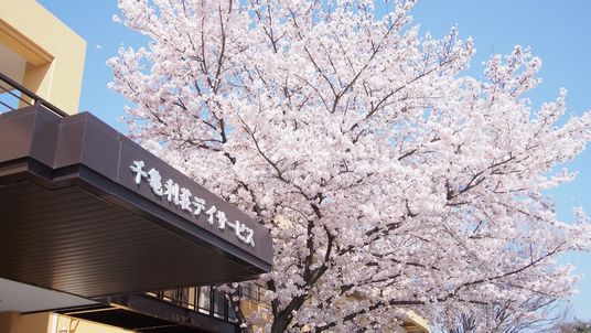 桜が咲いている入口