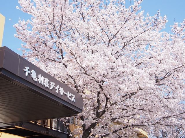 桜が咲いている入口 エントランス 満開の桜がエントランスを彩り、春の訪れを感じられる環境です。