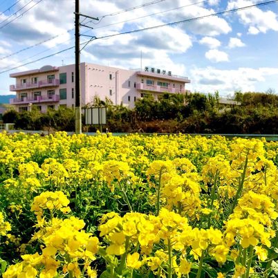 黄色い花の庭と建物