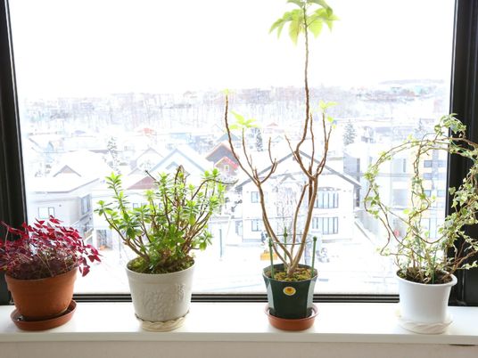 窓辺の緑の植物たち