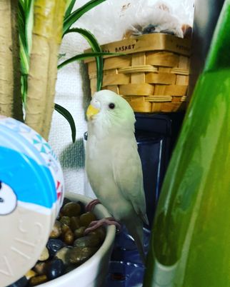 インコと観葉植物