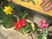 色とりどりの鉢植えの庭先  