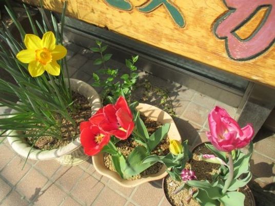 色とりどりの鉢植えの庭先  