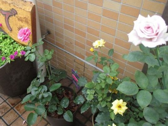 花が並ぶ中庭  