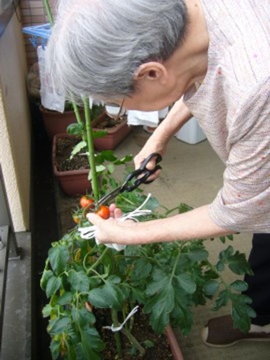 トマトを収穫する人