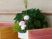 観葉植物がある廊下