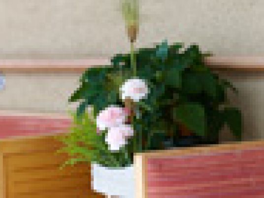 観葉植物がある廊下