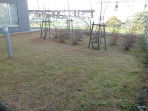 静かな中庭
