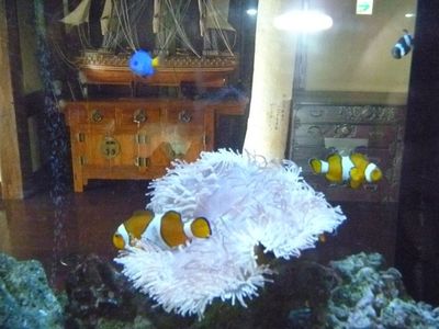 デザイン性のある水槽
