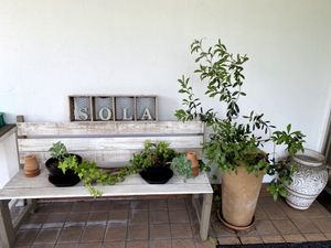 白い壁の緑溢れるスペース