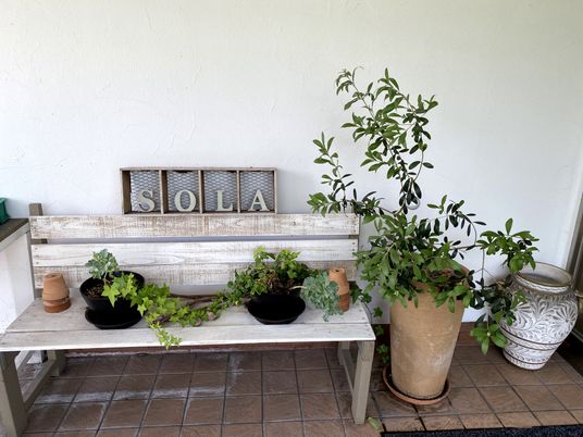 白い壁の緑溢れるスペース