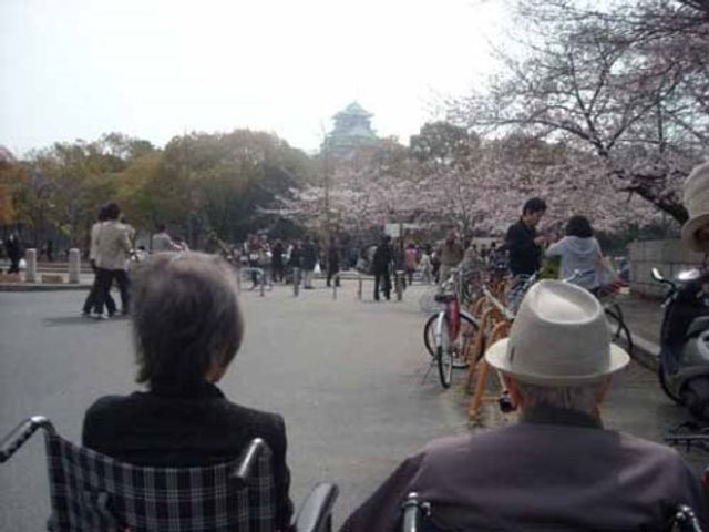 桜と人の絶景中庭 外出 車椅子に座る人たちが、桜が満開の穏やかな中庭で穏やかな時間を過ごしています。春の訪れを感じながら、ご家族や友人とのひとときをお楽しみください。