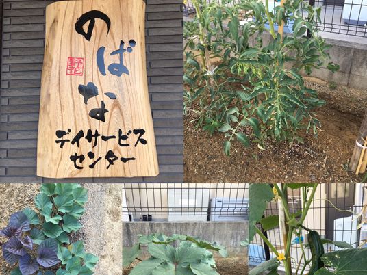 看板と野菜の菜園  