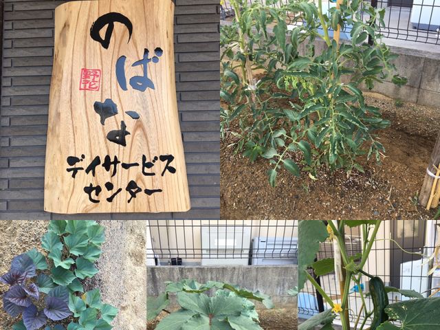 看板と野菜の菜園 庭   木の看板のそばに、さまざまな野菜が育つ菜園が広がっています。季節の変化を感じられる、手入れの行き届いた明るい屋外スペースです。