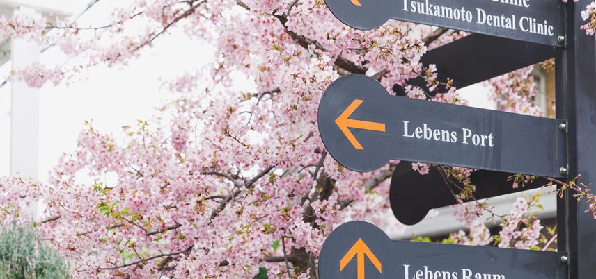  桜と標識の庭