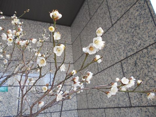 梅の花が咲くエントランス  