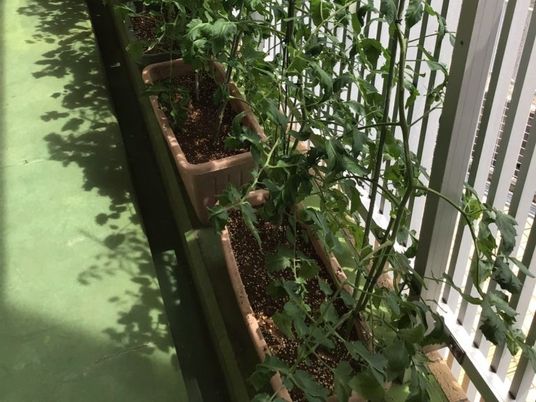 鉢植えが並ぶ廊下  