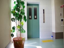 緑が彩る明るい廊下