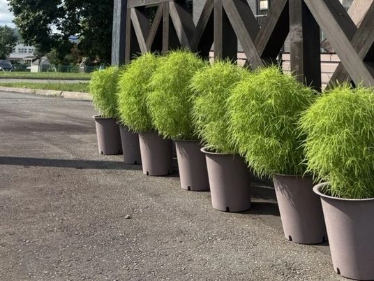 植木が並ぶ外観  