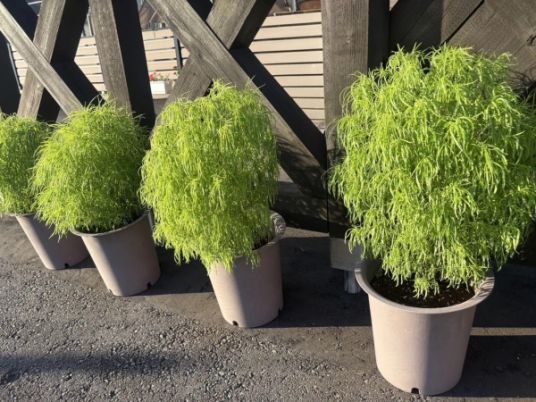 鉢植え並ぶ外観  