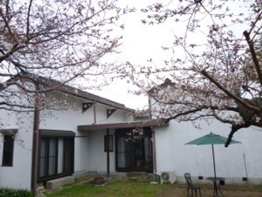 桜に囲まれた中庭  
