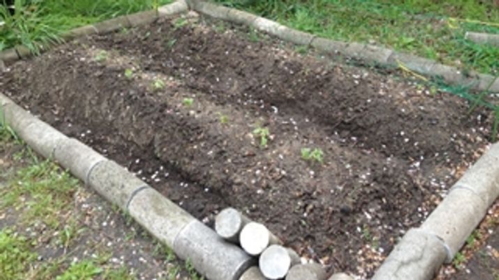 小さな家庭用菜園