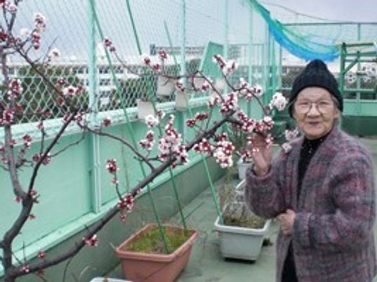 笑顔のおばあさんと桜の木