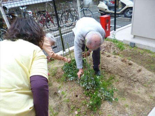 庭で植物の手入れ