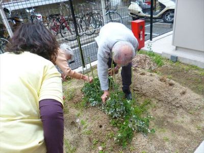 庭で植物の手入れ