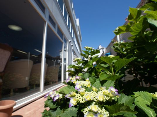 施設の写真 建物の庭に植えてある植物。小さく青い花がついており、葉っぱが生い茂っている。また、空は晴れ渡っている。