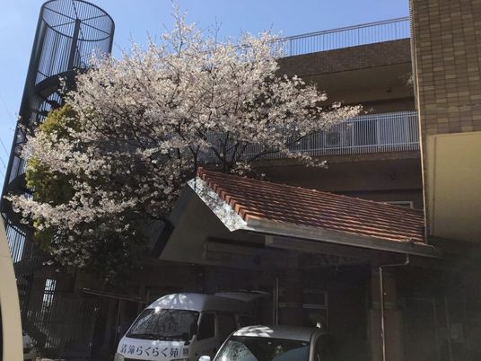 桜と建物の外観  