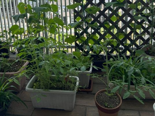 緑の鉢植えが並ぶテラス  