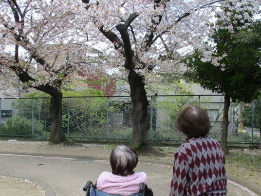 桜を眺めるふたりの女性の姿