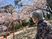 桜が咲く中庭  