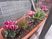 花の植木鉢がある庭  