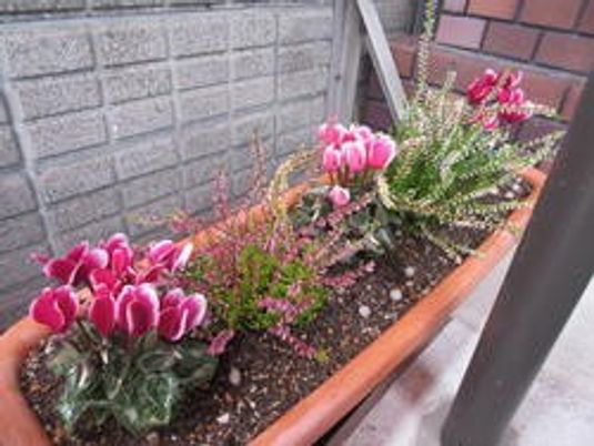 花の植木鉢がある庭  