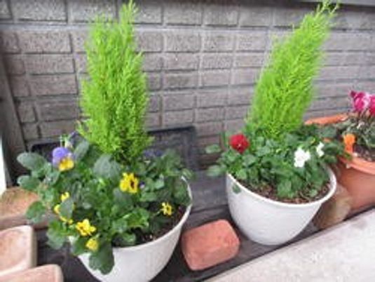 植木鉢の花壇  