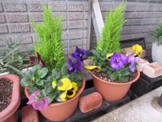花壇の鉢植えとレンガの庭先  