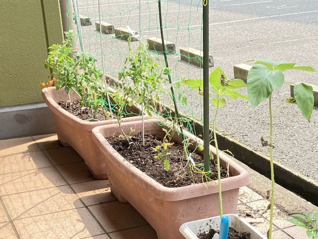 外観その他