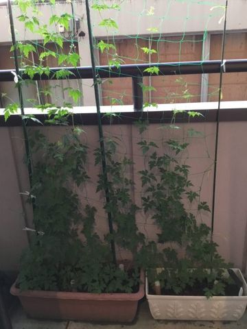 植栽のあるバルコニー バルコニー 植物が育つバルコニーで、リラックスした時間を過ごせます。自然に囲まれた空間が心を和ませます。