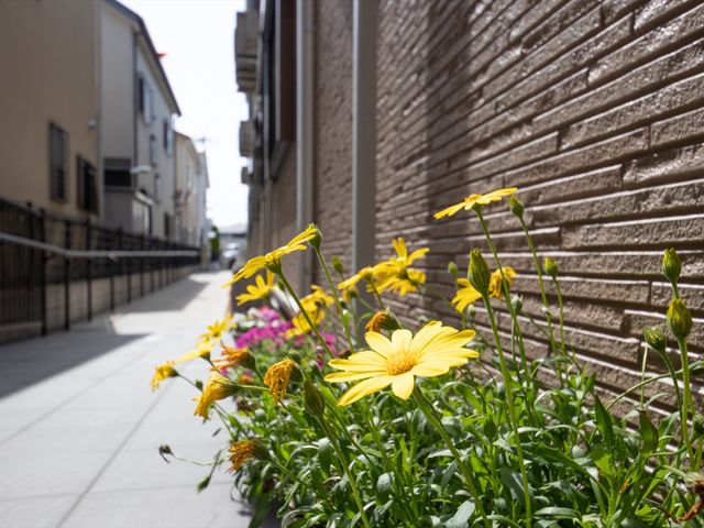 明るい日差しの花壇 花 陽光あふれる中庭には、美しい花々が植えられ、穏やかなひと時を過ごせる空間が広がっています。