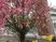 桜の咲く中庭  
