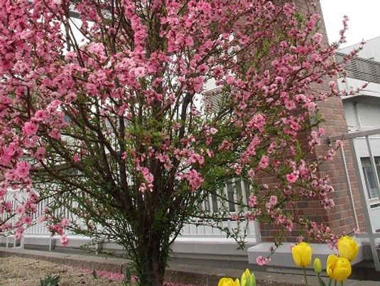 桜の咲く中庭  