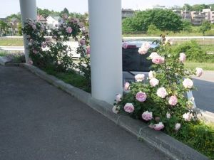 花が並ぶ屋外の通路  