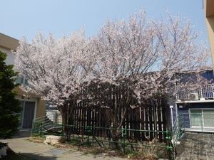桜が咲く中庭  