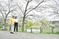 桜並木の小道