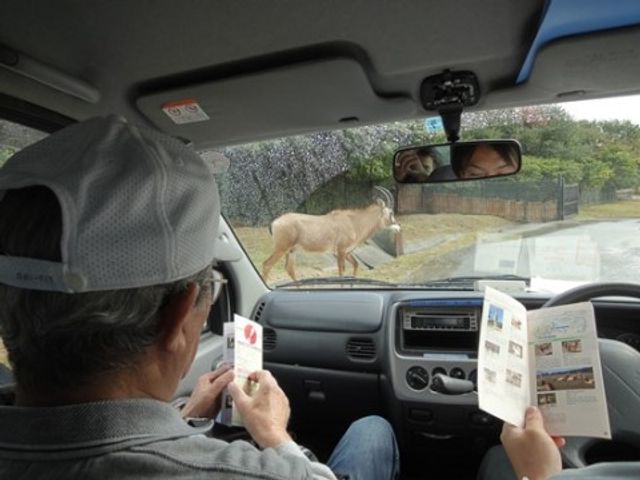 車内から見る動物園風景